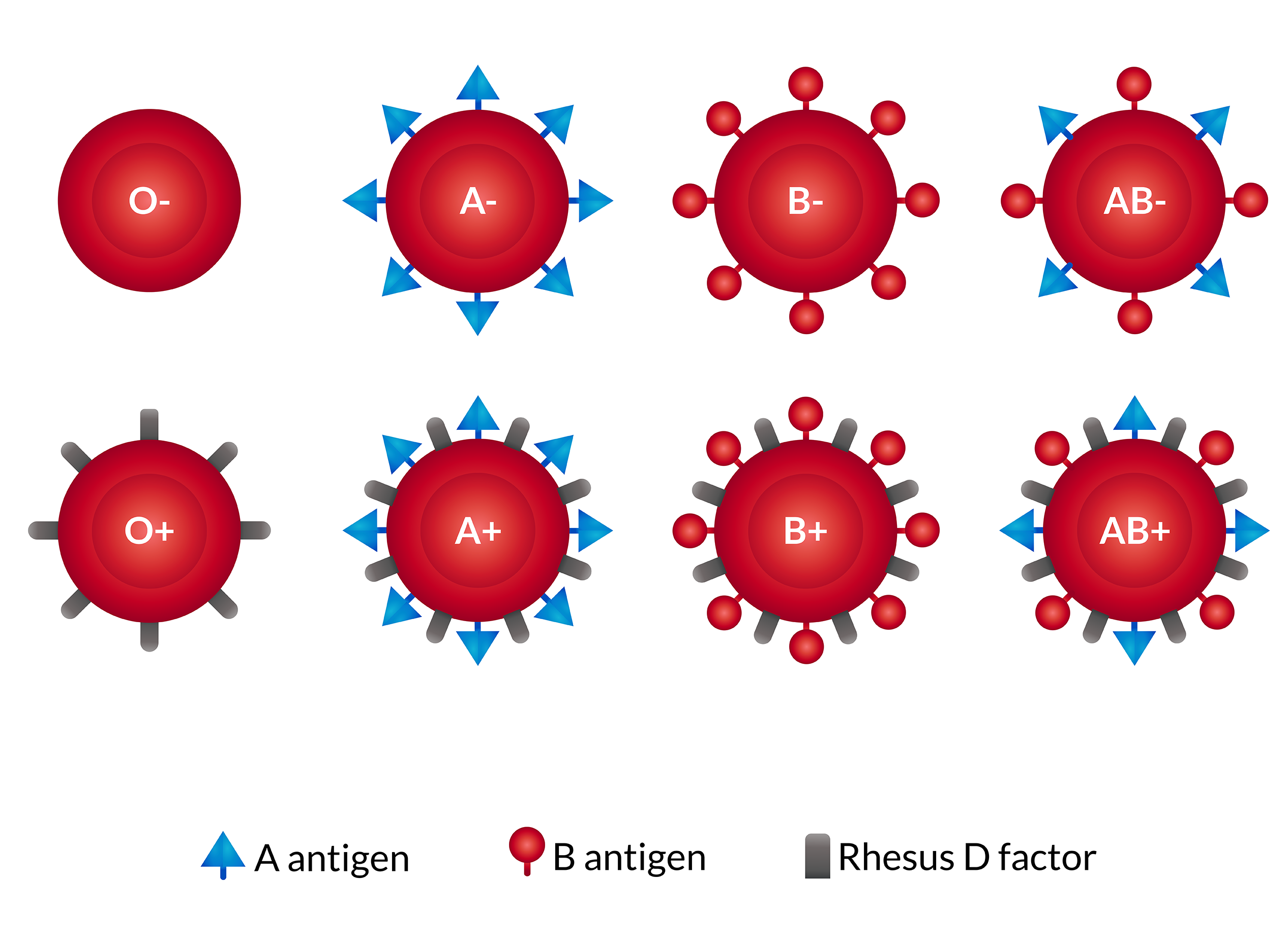 Diagram of the four ABO blood types with their red-cell antigens and plasma antibodies.