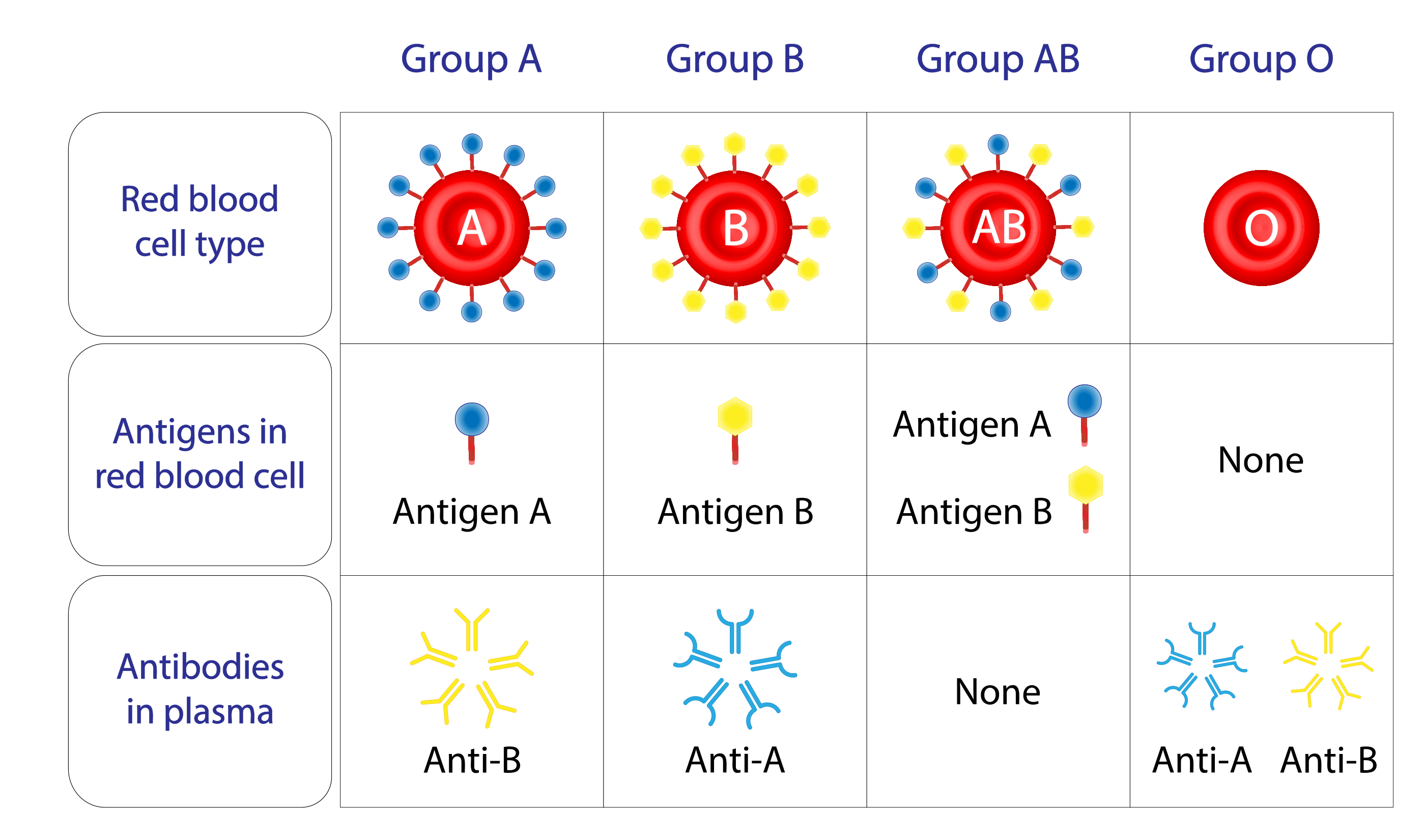 Diagram of the four ABO types showing surface antigens and plasma antibodies.