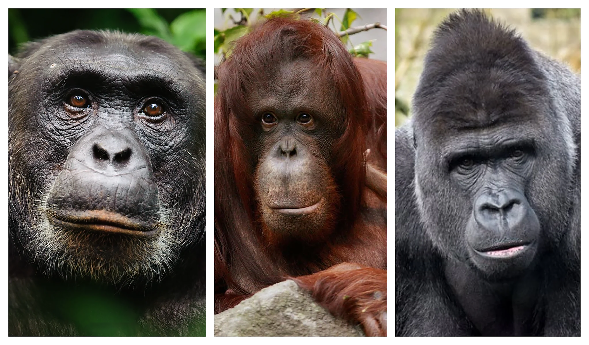 A chimpanzee, gorilla and orangutan, the great apes whose blood groups relate to the human ABO system.